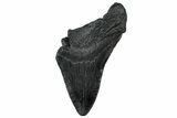 Partial Fossil Megalodon Tooth - South Carolina #300156-1